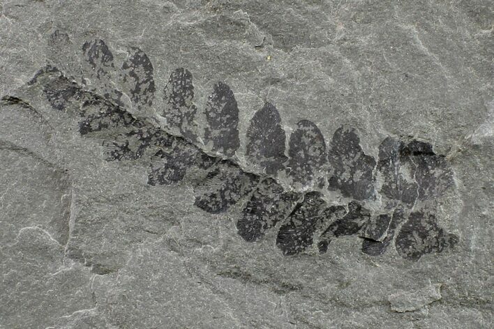 Pennsylvanian Fossil Fern (Neuropteris) Plate - Kentucky #154666